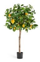 Лимонное дерево с плодами на штамбе 