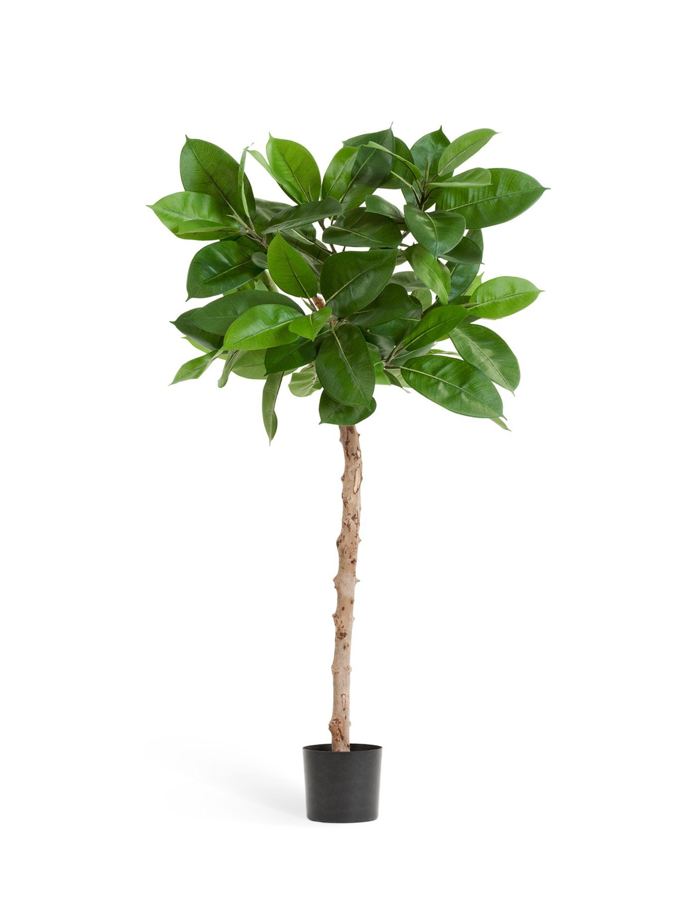 Фикус Лирата Style на штамбе 