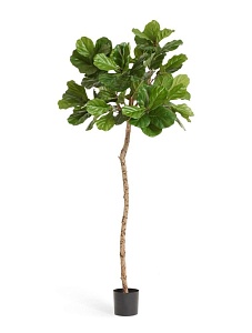 Фикусы и лонгифолии