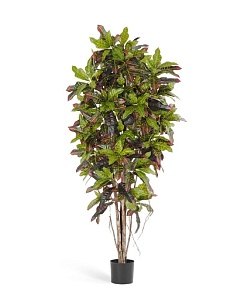 Лиственные