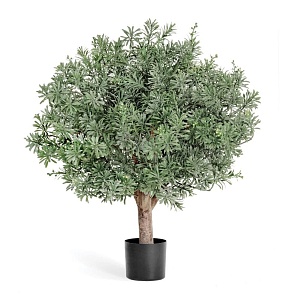 Уличные растения