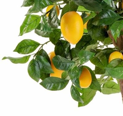 Лимонное дерево с плодами на штамбе 