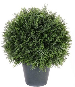 Бонсаи и хвойные